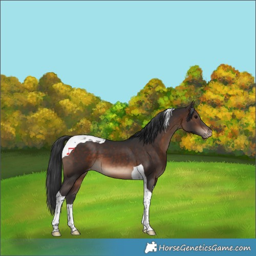 Horse Color:Brown Tobiano Appaloosa