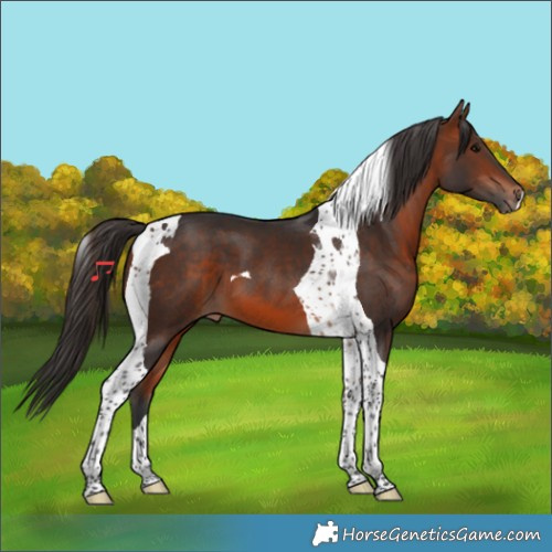 Horse Color:Bay Tobiano 