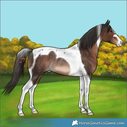Horse Color:Liver Chestnut Tobiano Rabicano 