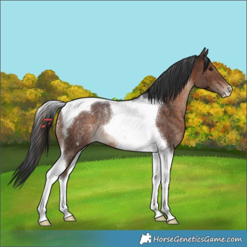 Horse Color:Brown Tobiano Rabicano