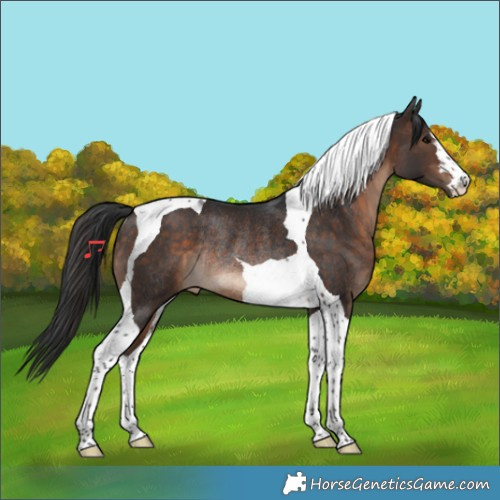 Horse Color:Bay Tobiano Rabicano 