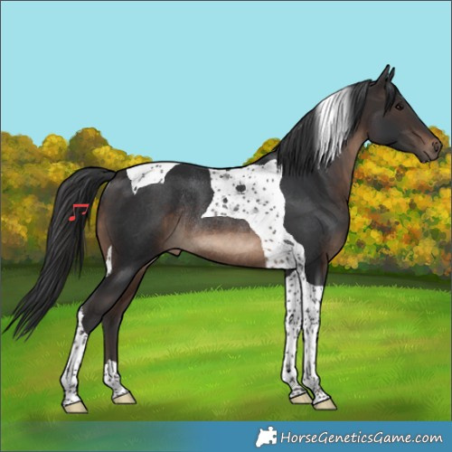 Horse Color:Brown Tobiano Rabicano