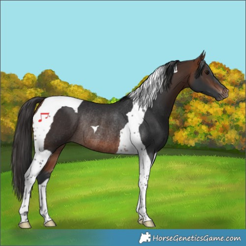 Horse Color:Bay Tobiano Rabicano 
