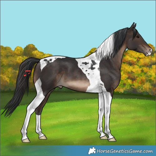 Horse Color:Brown Tobiano 