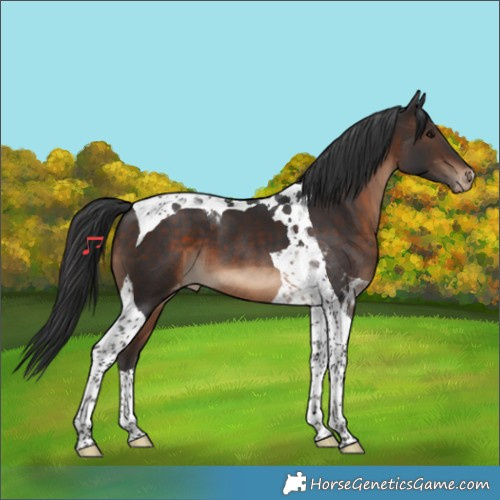 Horse Color:Brown Tobiano Appaloosa 