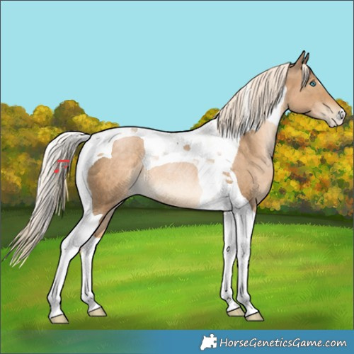 Horse Color:Chocolate Palomino Pearl Tobiano Rabicano