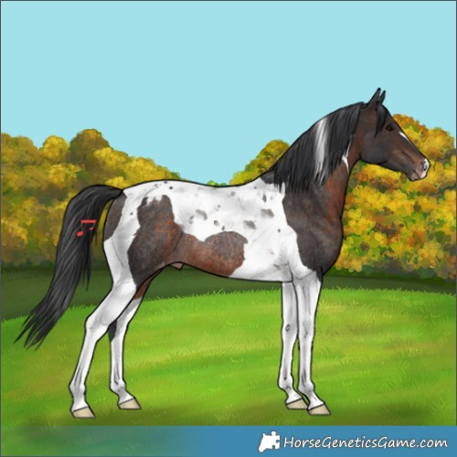 Horse Color:Brown Tobiano Appaloosa Rabicano 