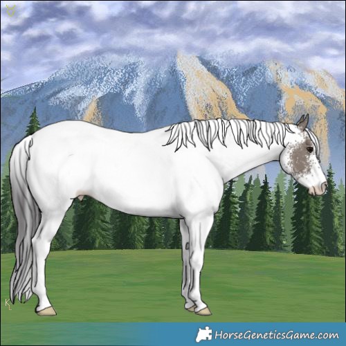 Horse Color:White Spotted Smoky Grullo Rabicano