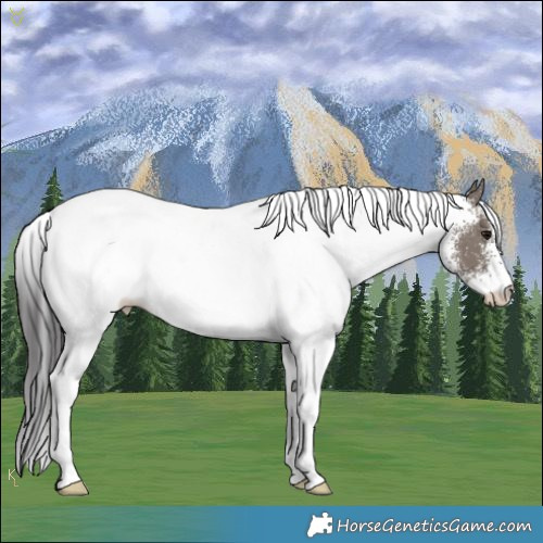 Horse Color:White Spotted Smoky Grullo Rabicano 
