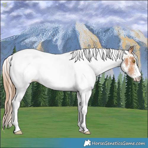 Horse Color:White Spotted Brown Pearl 