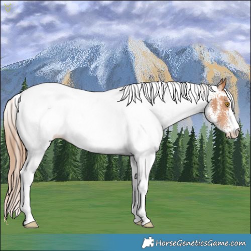 Horse Color:White Spotted Brown Pearl