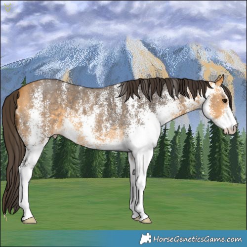 Horse Color:White Spotted Buckskin 