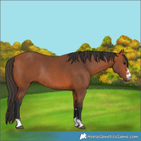 Horse Color:Bay Rabicano 