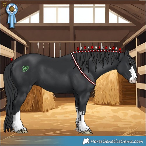 Horse Color:Black 
