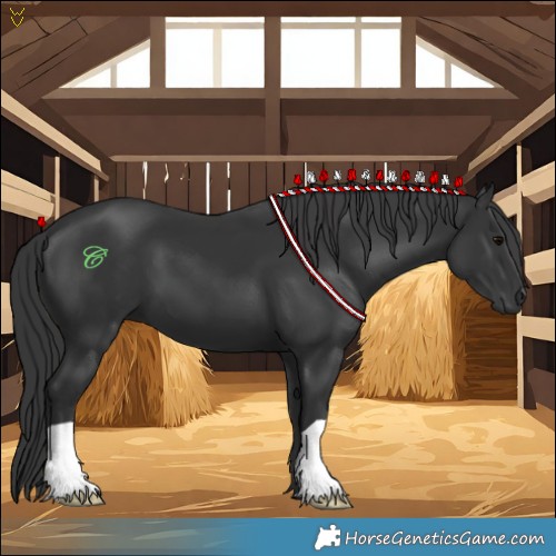 Horse Color:Black 
