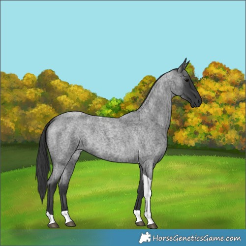 Horse Color:Blue Roan Tobiano 
