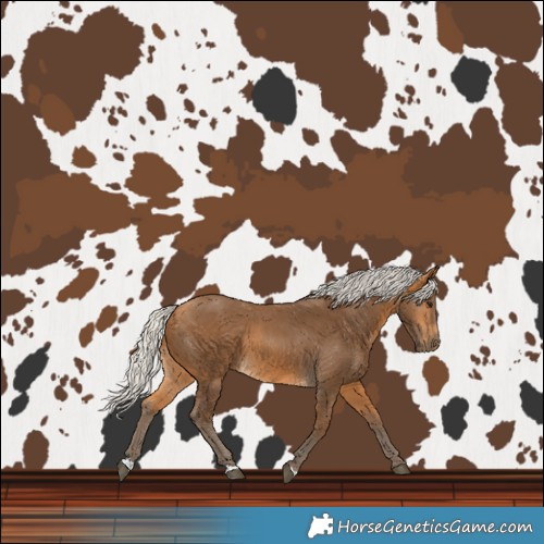 Horse Color:Silver Buckskin 