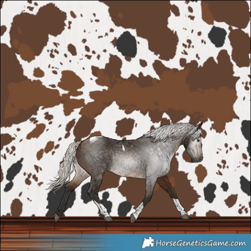 Horse Color:Gray Silver Buckskin Tobiano 