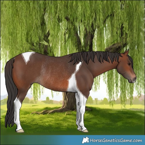 Horse Color:Brown Tobiano Rabicano 