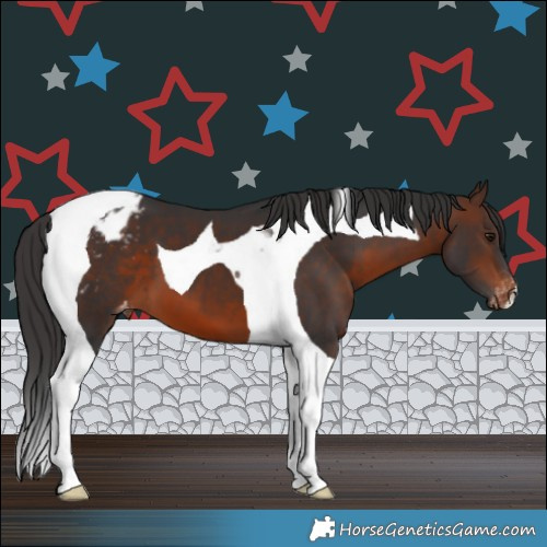 Horse Color:Brown Tobiano Appaloosa 