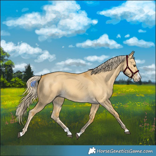 Horse Color:Palomino Dun Splash 