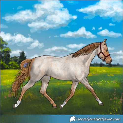 Horse Color:Red Roan Tobiano 