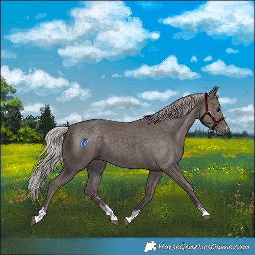 Horse Color:Silver Black 