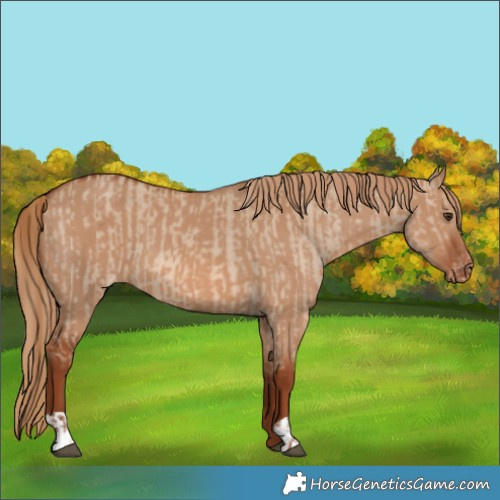 Horse Color:Red Dun Appaloosa and Red Dun Appaloosa