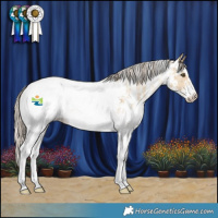 Horse Color:Chocolate Palomino Dun Mushroom Sabino Appaloosa