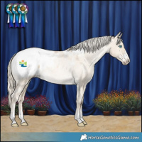 Horse Color:Chocolate Palomino Pearl Dun Mushroom Appaloosa 