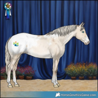 Horse Color:Chocolate Palomino Pearl Dun Mushroom Appaloosa 
