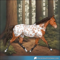 Horse Color:Bay Near Leopard