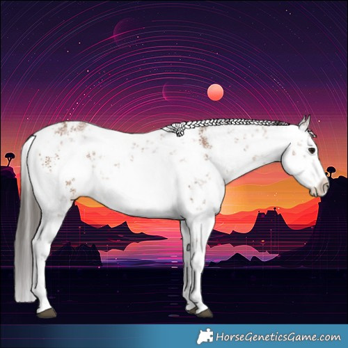 Horse Color:White Spotted Bay Sabino Rabicano