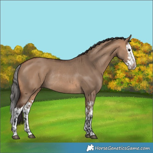 Horse Color:Bay Dun Rabicano  and Bay Dun Splash Rabicano 