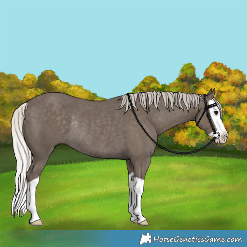 Horse Color:Silver Smoky Black Splash Rabicano 
