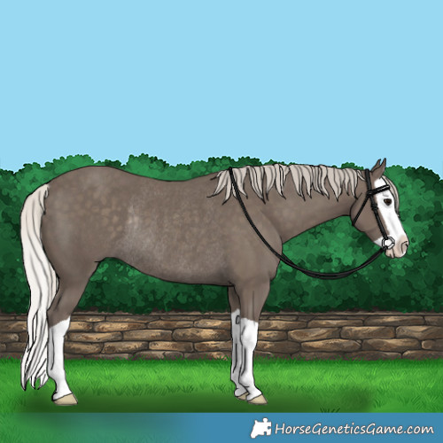Horse Color:Silver Smoky Black Splash Rabicano 