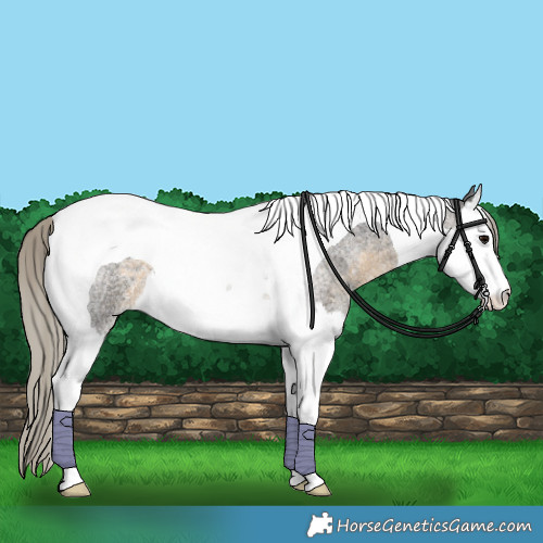 Horse Color:Silver Smoky Blue Roan Splash Tobiano 