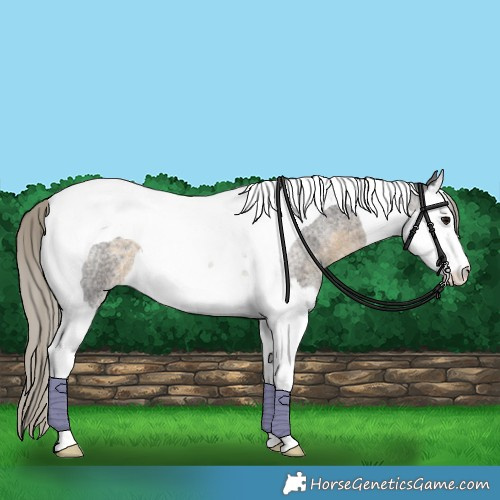 Horse Color:Silver Smoky Blue Roan Splash Tobiano 