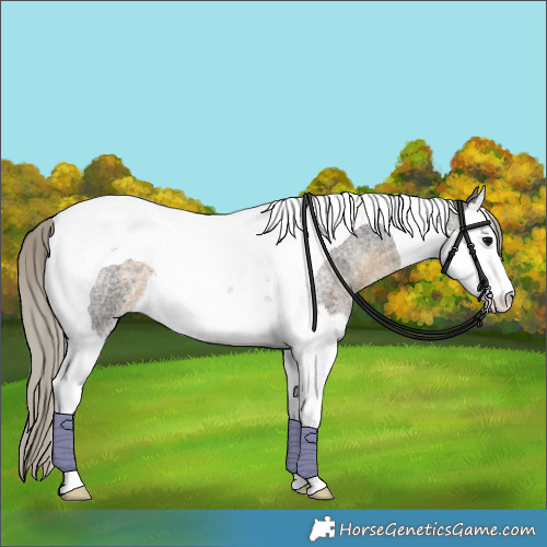 Horse Color:Silver Smoky Blue Roan Splash Tobiano
