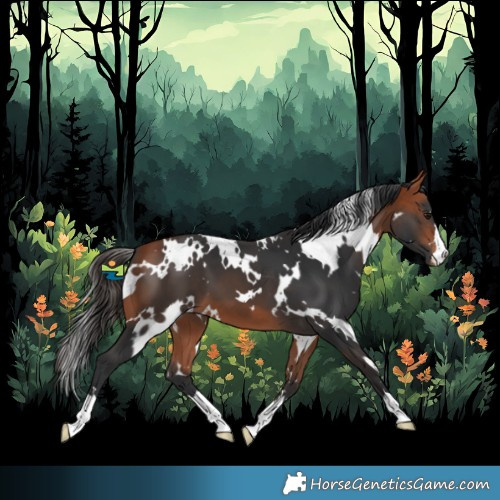 Horse Color:White Spotted Bay 