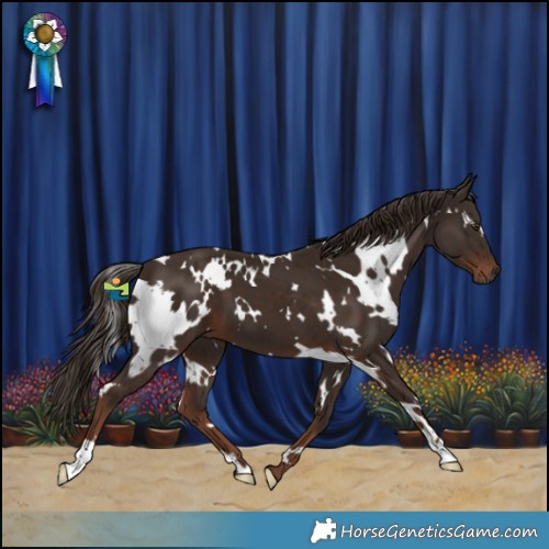 Horse Color:White Spotted Liver Chestnut 
