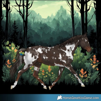 Horse Color:White Spotted Liver Chestnut 