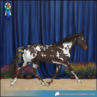 Horse Color:White Spotted Liver Chestnut 