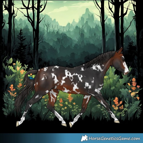 Horse Color:White Spotted Bay 