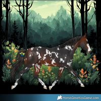 Horse Color:White Spotted Bay