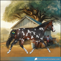 Horse Color:White Spotted Bay 