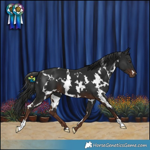Horse Color:White Spotted Liver Chestnut 