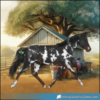 Horse Color:White Spotted Liver Chestnut 