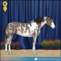 Horse Color:White Spotted Liver Chestnut Sabino