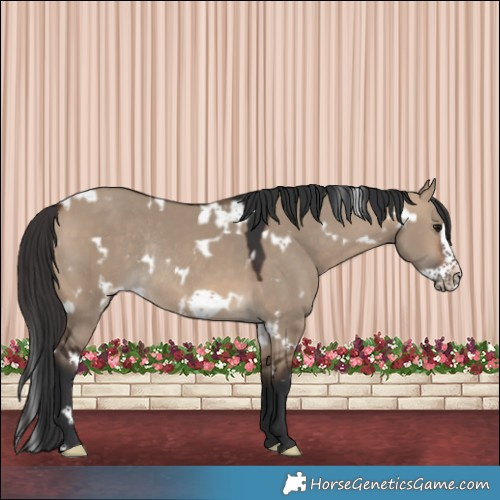 Horse Color:White Spotted Bay Dun Frame Rabicano 